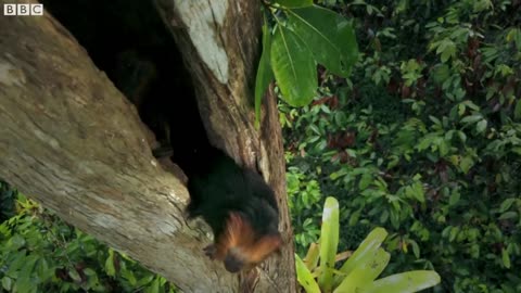 Parenthood Is Tough For A Squirrel-Sized Monkey! | Primates | BBC Earth