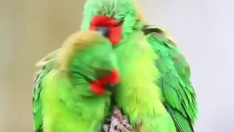 They're such cute lovebirds!