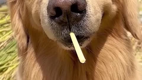 Funny Animals Video #5