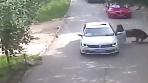 Woman gets out of the car to argue with her husband while inside a Tiger Safari