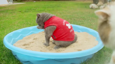 World's First Cat Lifeguard