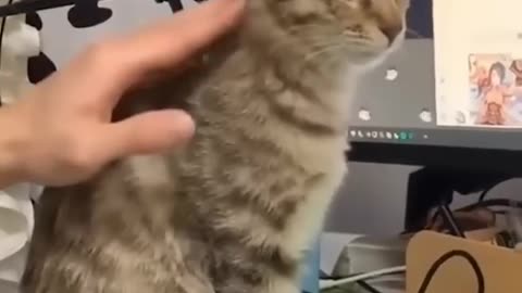 Cats compilation