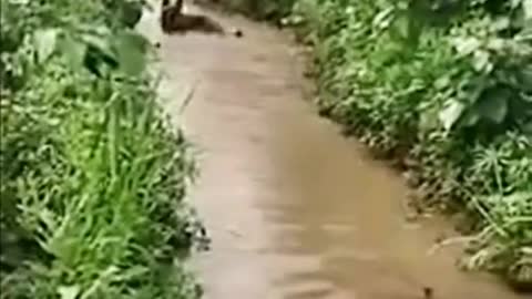 Dog Catching Ducks in the mud Water