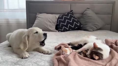 Golden Retriever Puppy Meets Mom Cat with Newborn Kittens for the First Time