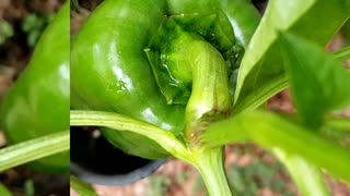 Quick Garden Harvest #24 # vegetablegarden