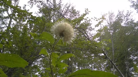 Sugar Shack Buttonbush