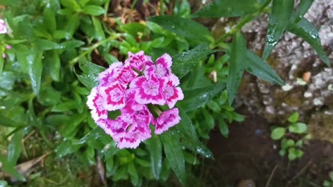 Sweet William