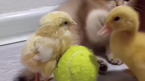 Cute Relationship 🥰❣️ Between Cat and baby Duck , Chicken
