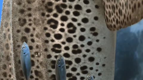 "The Graceful Stripes: Exploring the Enchanting World of the Leopard Shark"