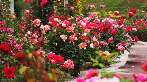 4K-Beautiful rose, Koi fishes and garden flower with relaxing singing bird sound