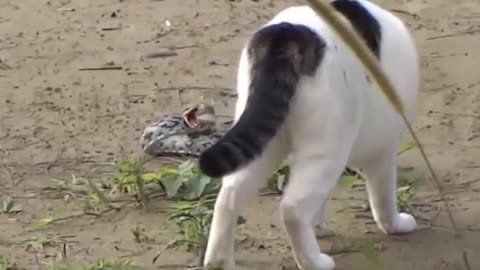 Cat and the king cobra