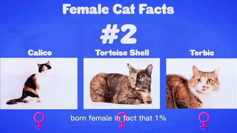 Female Cat Facts