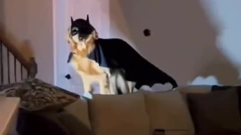 Batman's dog