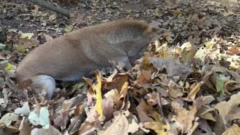 Fall weather mean Fall Fun for the animals