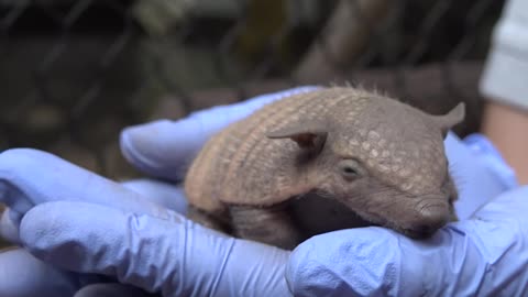 First Screaming Hairy Armadillo Pups Born at the Smithsonian's National Zoo