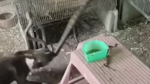 Dog Saves The Bird From Snake