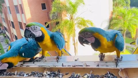 Guacamayas Silvestres en mi balcón / Wikd Macaw on my balcony