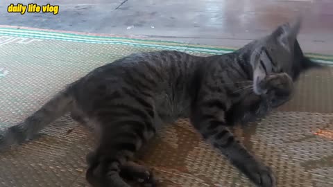 pet cat lying cuddly posing | daily life vlog