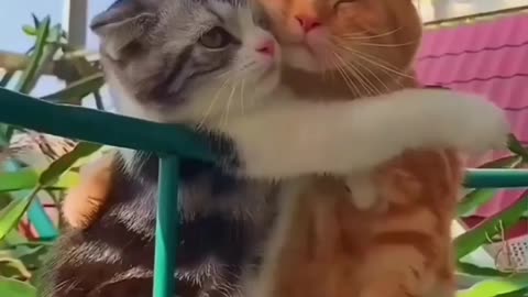 Cute cat couple goals