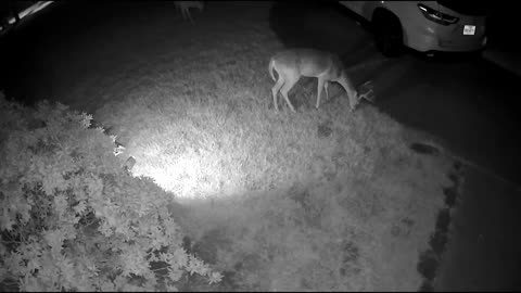 Whitetail deer in my Cypress (Houston) neighborhood - CamCD - 8/17/23 am