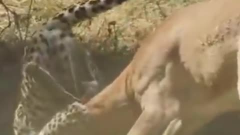 Leopard takes down impala