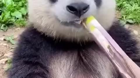 Beautiful Panda