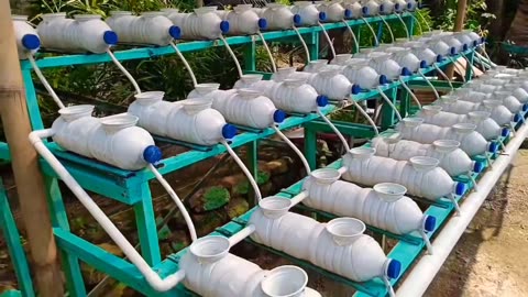 Hydroponic pak choy seedlings using sponges are profitable