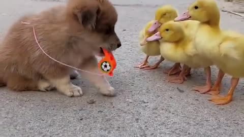 Puppies and Duckling😍😍