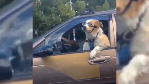 Little Puppy Wearing Glasses Enjoying His Ride