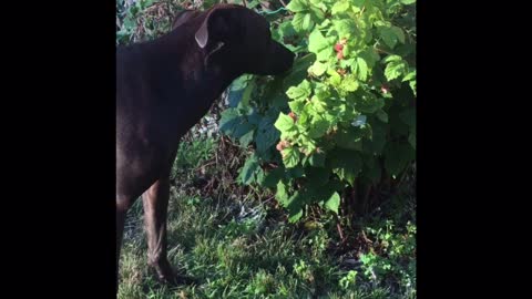 Dog steals ripe raspberries off owner's bush!