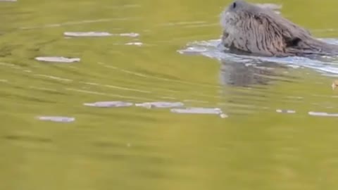 I finally found a beaver that wasn’t shy! And yes, I have finally figured out how to record videos