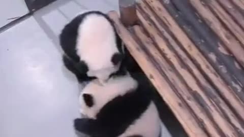 Cute pandas playing🥰