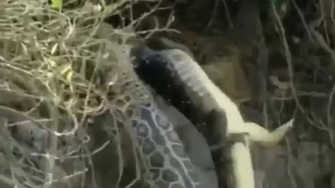 Crocodile atack
