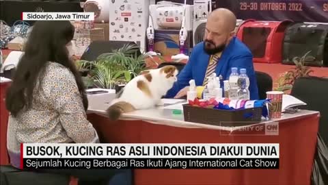 Busok, Kucing Ras Asli Indonesia Diakui Dunia_1