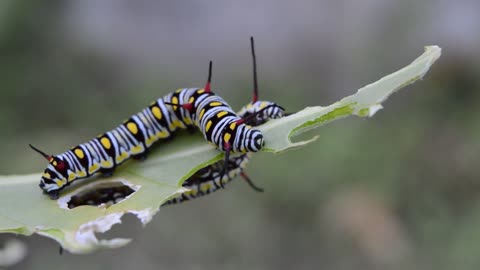 Two caterpillars eat leaves..