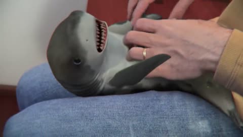 Surprised Baby Shark