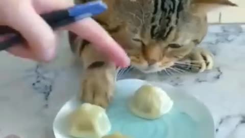 Funny cat video of 2023