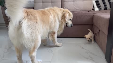 Golden Retriever Meets a Puppy like himself