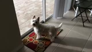Eager Pup Really Wants To Jump Into The Pool