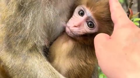 It's not easy for me to touch the baby monkey while it's nursing