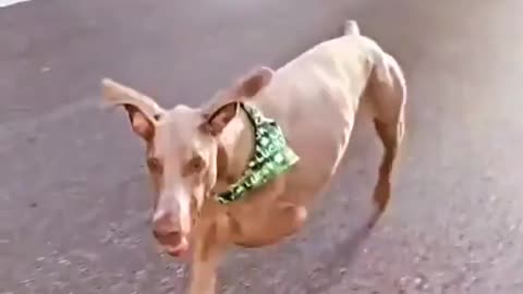 Dog running on two legs.