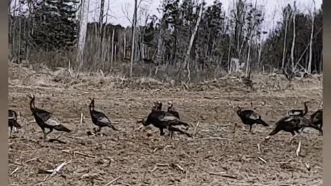 Turkeys in Spring be like...