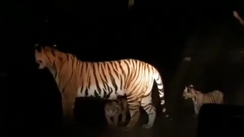 Tiger