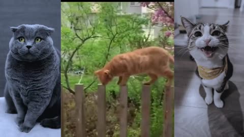 The best video of FUNNY CATS!