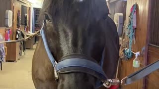 Horse says I love you too