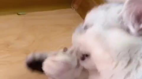 Funny pet video