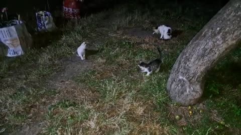 Little kittens are playing (Funny Kittens). Little Kittens are climbing a tree