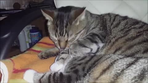 Cats Grooming (Cute)