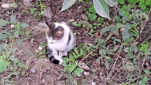 A cute cat walked in the garden and then jumped over the fence and ran away.