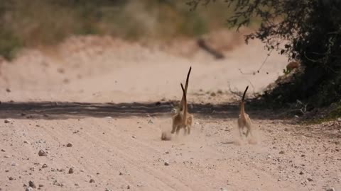 Meerkats in the road at the Kgalagadi National Park